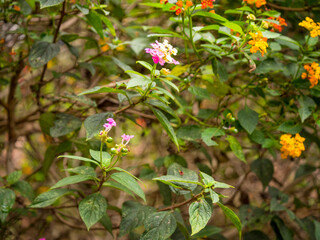 Lantana Camara, Yellow and Pink Flowers in the Botanical Garden in Medellin, Colombia