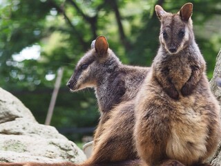 Two Attractive Enchanting Brush-Tailed Rock-Wallabies Basking in the Sun.
