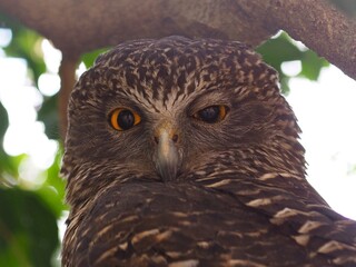 Magnificent Regal Powerful Owl with a Sharp Contemplative Gaze.