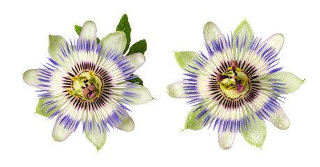 Passiflora (passionflower) isolated on white background. Big beautiful flower.