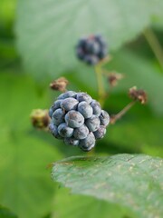 Jeżyna © Katarzyna