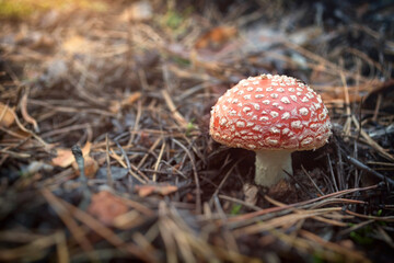 Beautiful mushroom fly agaric in the autumn forest. Soft blur. Focus on the mushroom.