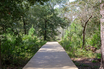 Boardwalk in the Woods on a Bright Sunny Day