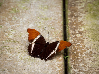 Orange and Black Butterfly (Siproeta Epaphus) Standing on a Wood Background in a Butterfly Farm