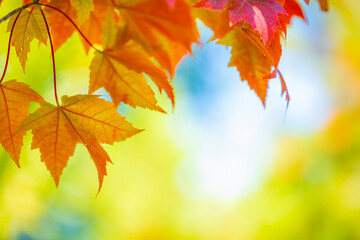 Fototapeta na wymiar Autumn leaves over sunny background, multi colored leaves sunset copy space, colorful fall backdrop