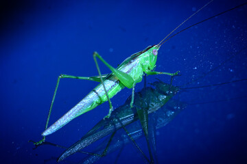 grasshopper