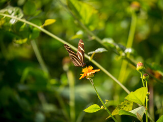 The Zebra Longwing or Zebra Heliconian (Heliconius charithonia), Butterflies Perched on a Leaves in a Garden in Medellin, Colombia