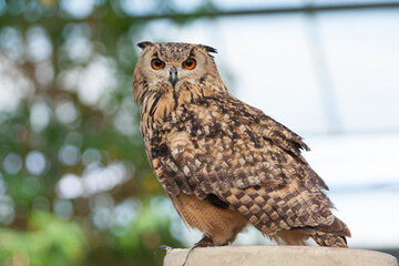 ベンガルワシミミズク