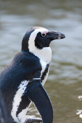 フンボルトペンギン