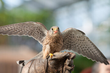 チョウゲンボウ