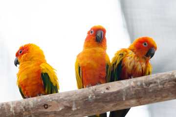 コガネメキシコインコ