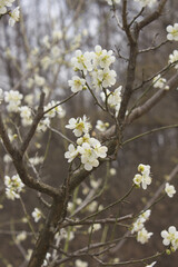 Apricot flower on nature background
