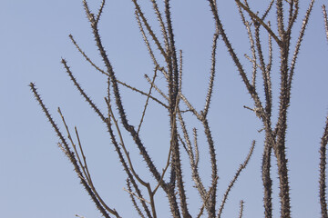 close up Kalopanax septemlobus branch with prickle.