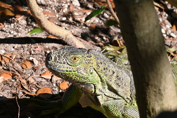 cool lizard