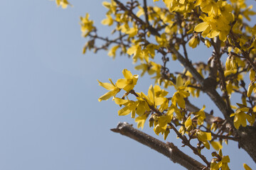 Forsythia(Golden bell flowers) in blue sky background.