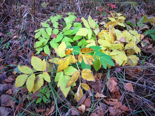 Bright autumn leaves on a blurred natural background. Fall autumn leaves background.
