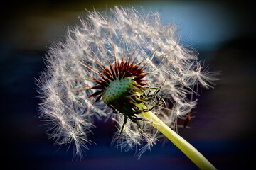 Fototapeta premium dandelion seed pod