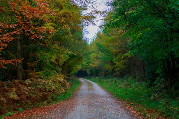 Fototapeta na wymiar Road in colourful autumn forest
