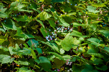 エビカズラ／実が成ったヤマブドウ（Vitis coignetiae）の蔓