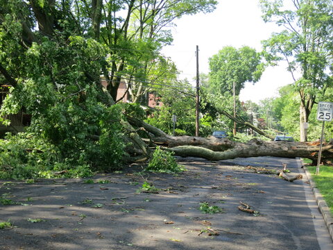 Multiple trees down after tornado and storm damage