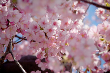 満開の桜