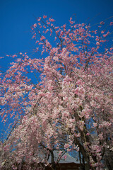Fototapeta na wymiar 青空と枝垂れ桜