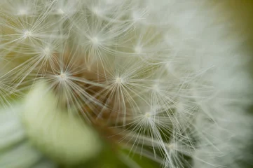 Rolgordijnen タンポポの綿毛 © Paylessimages