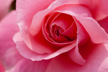 ピンクのバラの花