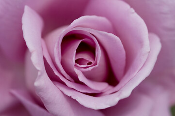 Fototapeta na wymiar 紫色のバラの花
