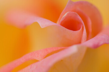 オレンジ色のバラの花びら