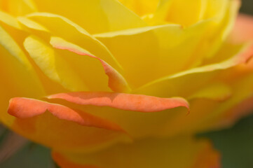 Fototapeta na wymiar 黄色とオレンジ色のバラの花びら