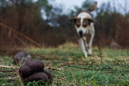 heces de perro