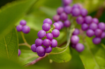 コムラサキの実