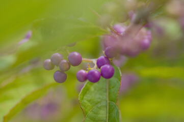 コムラサキの実