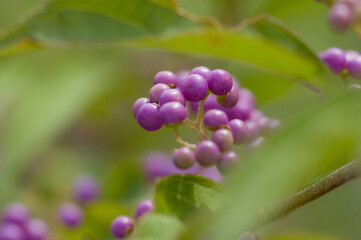 コムラサキの実