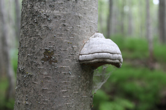 Birch polypore mushroom on a tree trunk at Earthquake Park in Anchorage, Alaska
