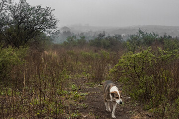 perro en el monte