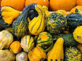 Colorful gourds with pumpkins in October