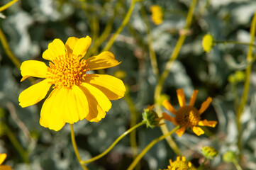 yellow flowers