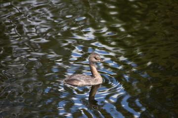 Pie Eyed Grebe in Reflecting Water