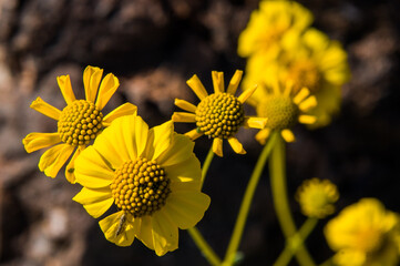 yellow flowers
