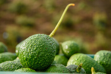 close up of a avocado