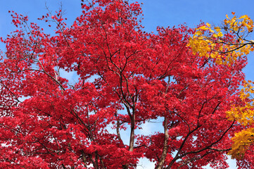 紅葉