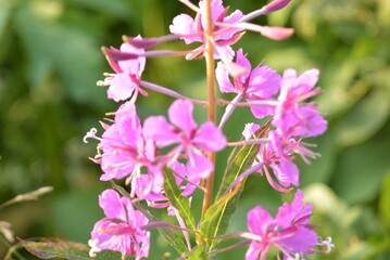 manual optics shooting flowers of the far North in summer