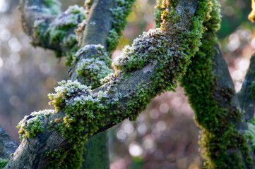 Frosty Mossy Branch