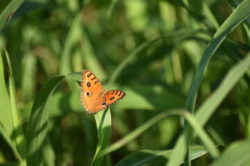 Golden butterfly by ramkrishna pal