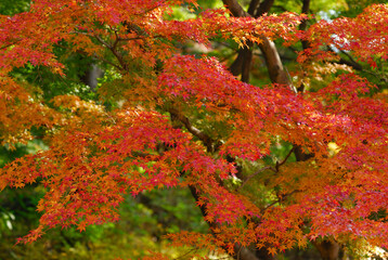 紅葉