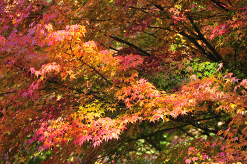 紅葉