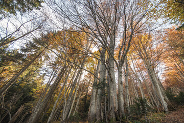Alpine forest in the winter