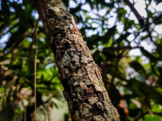 A small dry cracked branch close-up detail shot in the morning when sunlight fall on this wood.
